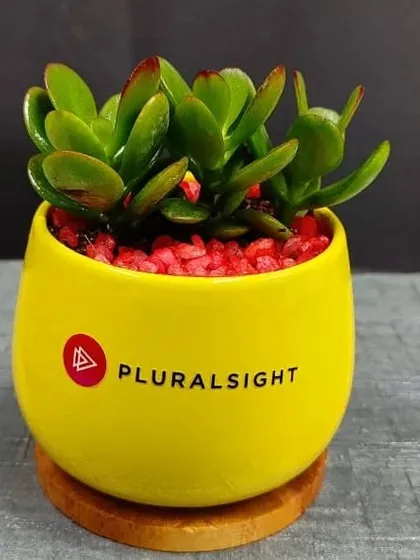 A Jade plant in a bright yellow branded pot for Pluralsight, topped with red decorative pebbles for a colorful contrast.