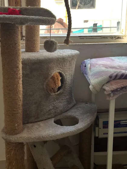 Ziggy playing peek-a-boo from the cat condo. Cat trees are essential for a happy indoor cat, giving them a place to climb, scratch, and nap.