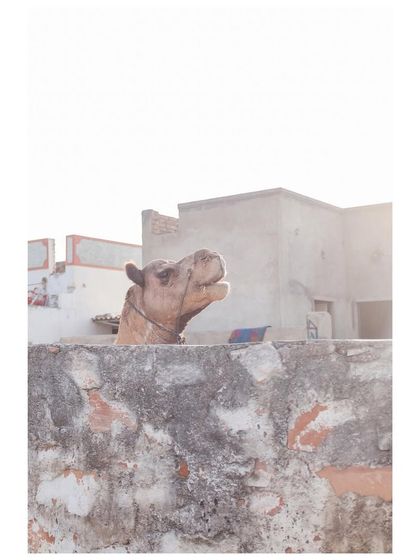 A camel peeks over a wall in Rajasthan, a classic and charming sight from my travels in the state.