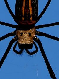 Macro & Small Creature Photography