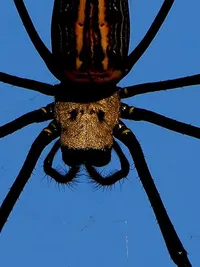 Macro & Small Creature Photography