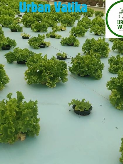 A field of curly lettuce growing in a large-scale hydroponic system.