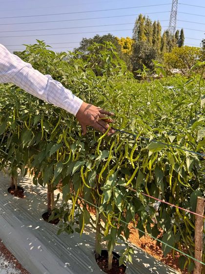 A look at our hybrid chili plants from our recent crop show. Our expertise in biotechnology allows us to develop varieties that are high-yielding and suited for various agro-climatic conditions.