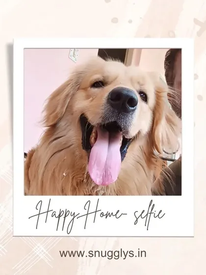 A happy golden retriever gives us a big smile. I treat every pet like they are my own, and their happiness is the best reward.