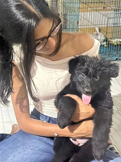 Introducing my new pack member, Yoko, son of Yugen and Aura. For the first few months, our focus is on building our bond through play and life experiences before formal training begins.