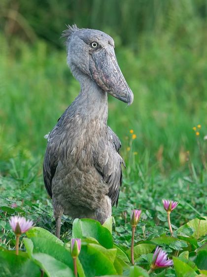 Avian Wonders: A World of Wings photo 29