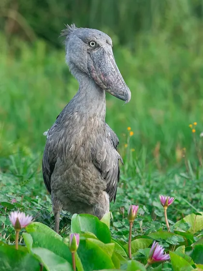 A Shoebill Stork having what looks like a Disney princess moment, surrounded by pink water lilies. It's a humorous contrast for a bird that looks so ancient and stern.