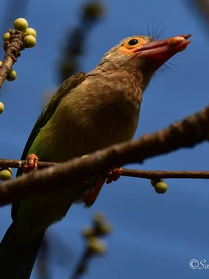 Another shot of the Brown-headed Barbet, showing off its bristly whiskers, which is a characteristic feature of barbets.
