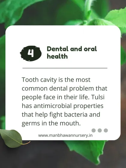 Beyond internal health, Tulsi also has benefits for dental and oral health. Its antimicrobial properties help fight bacteria and germs in the mouth, which can cause common problems like cavities.