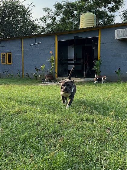 Beera the Pitbull enjoying his run with the boarding rooms in the background. Each room is air-conditioned and opens into a large yard, providing comfort and freedom.