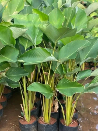A selection of Calathea Orbifolia plants, prized for their large, round leaves with elegant, light-green stripes. They add a soft, decorative touch to indoor spaces.