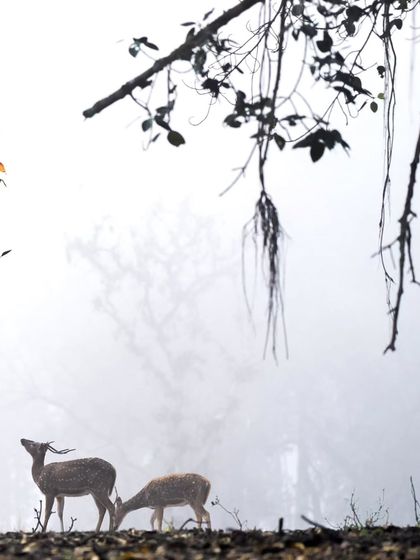 Giants & Other Jewels photo 12