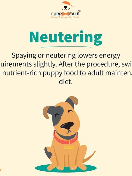 When should you switch from puppy to adult dog food? This guide explains how breed size, neutering, and growth stages affect the timing, ensuring your dog gets the right nutrition at the right time.