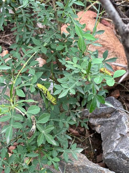 A Lime Swallowtail caterpillar munches on the leaves of a Naringi crenulata sapling. Eaten leaves are not a sign of failure but a sign of a thriving food web.