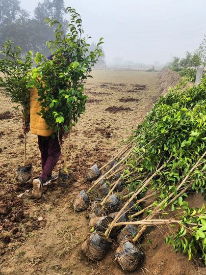 Delhi Gardner - Full-Service Landscaping Our Process: From Concept to Creation photo 27