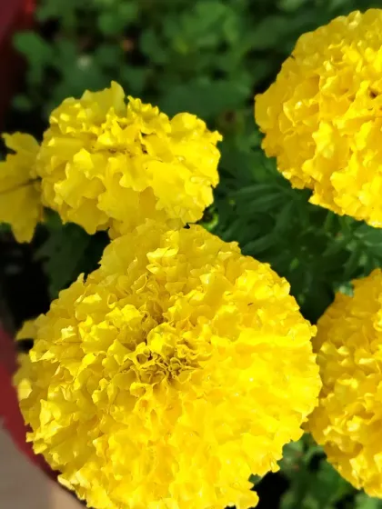 Bhardwaj - Urban Gardening Consultation A Riot of Colorful Flowers photo 83