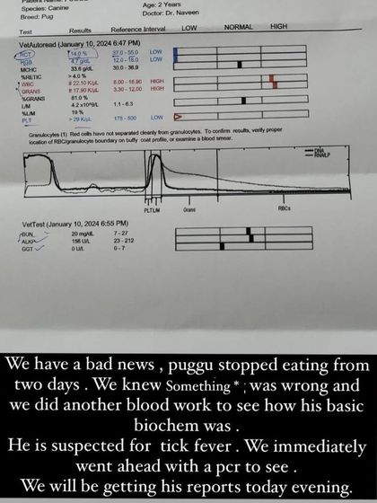 PL Paws - Animal Rescue & Rehabilitation How Your Donations Help: Our Medical Cases photo 54