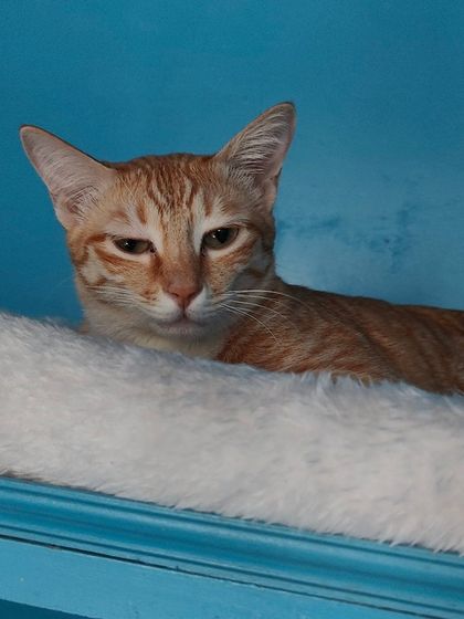 Sammy's Nest - Home Boarding for Small Pets Happy Cats: Our Boarding Guests photo 46