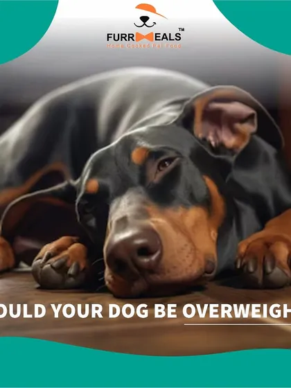 This collection of infographics and product shots provides a comprehensive guide to understanding, preventing, and managing dog obesity with my specialized diet plans and responsible treating tips.