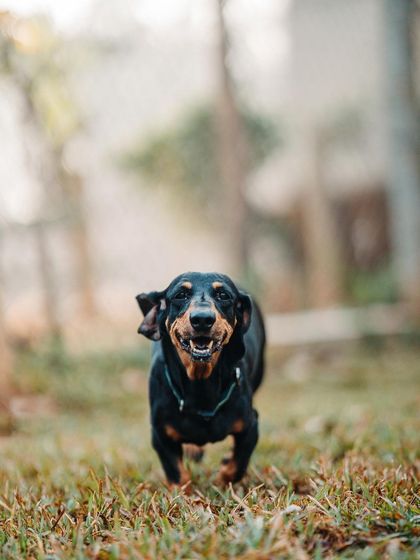 This Dachshund might have short legs, but he's got a huge spirit. He loves running through the grass with a big, cheesy grin.