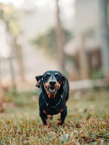 That smile says it all. This happy Dachshund is another member of our diverse pack of guests at Eva's Inn.