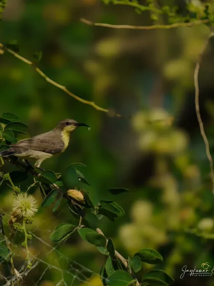 A female Purple-rumped Sunbird with an insect in its beak, perched among flowers.