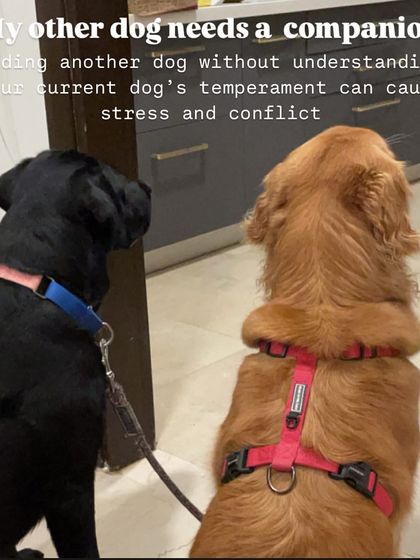 Nitika Ahlawat - Dog and Child Safety & Integration Is Your Family Ready for a Dog? photo 6