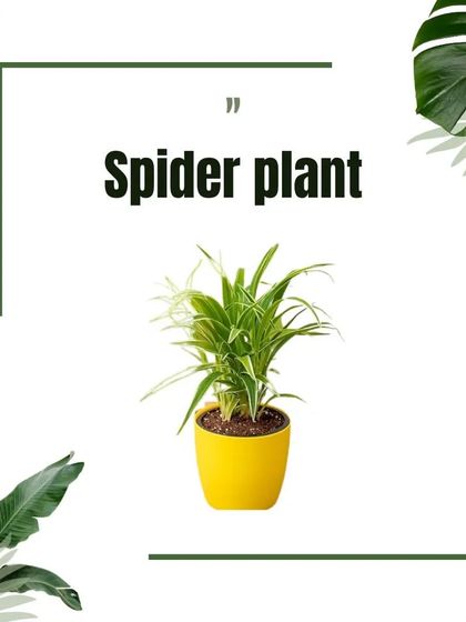 Plant Care & Our Catalog photo 5