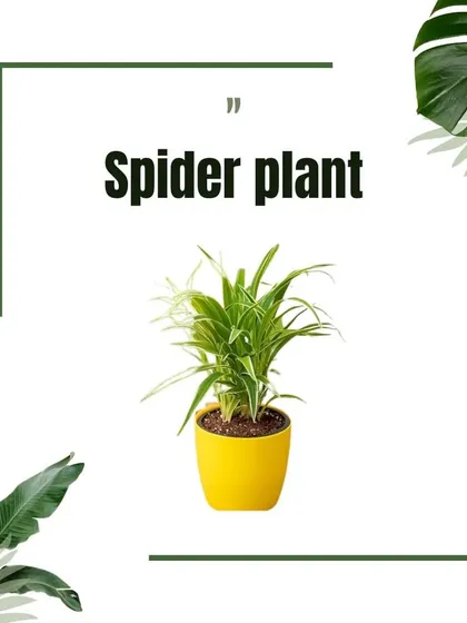 Introducing the Spider Plant, a resilient and easy-to-care-for option that produces "pups" that can be repotted, making it the plant that keeps on giving.
