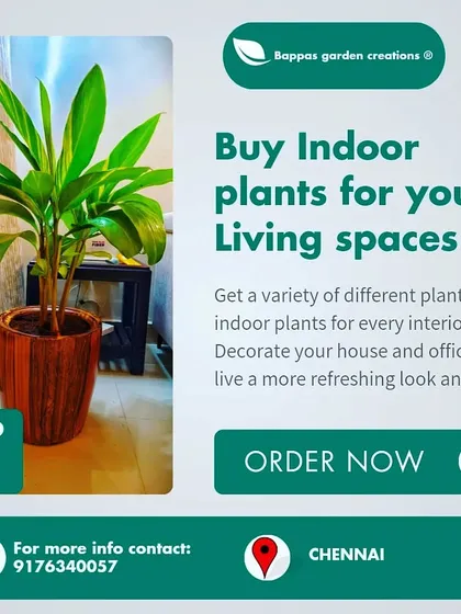 Decorate your house and office with our wide variety of indoor plants. We offer great discounts on plants for your living spaces that will give your interior a refreshing look and feel. Order now.