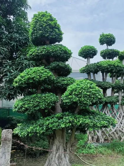 This is one of my large, sculpted Ficus bonsai trees. A piece like this becomes the main attraction of any garden, showing years of careful shaping and care. I can source and install these statement trees for high-end garden designs.