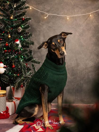 Pragalbh - Commercial Pet Photography Creative & Themed Campaigns photo 20