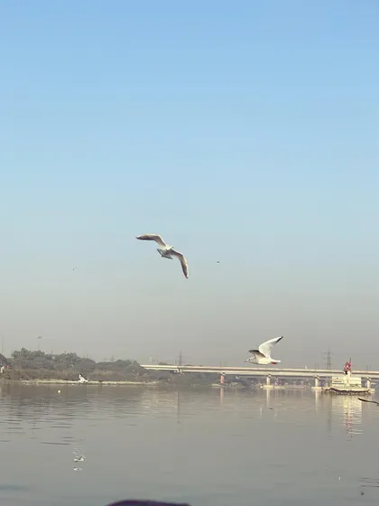 A lone seagull soars gracefully over the river with a bridge in the distance. This tour showcases the surprising natural beauty that can be found within Delhi.
