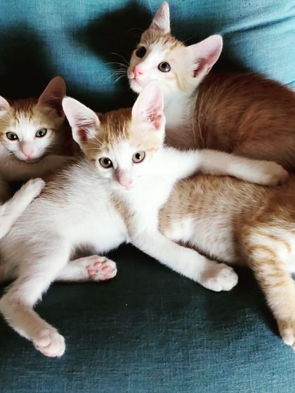 A family portrait! This beautiful litter of five ginger and white kittens is social, healthy, and ready to find their individual forever homes, or even better, in pairs.