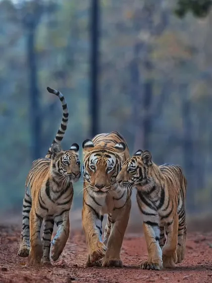 A tender moment as Kuwani the tigress cuddles with her cubs on a forest path in Tadoba's Kolsa range. Witnessing and capturing these intimate family behaviors requires patience and respect for the animals' space, which is a core principle of my expeditions.