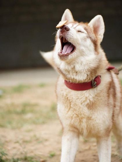 PL Paws - Dog Fostering Program Medical & Special Needs Care photo 13