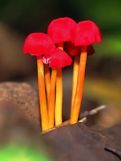 A cluster of vibrant red mushrooms emerges from the forest floor. These dainty beauties, part of the empire of fungi, appear for just a few weeks, ensuring the cycles of life and death go on.