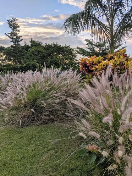 Soft, feathery Pennisetum grass catches the evening light, planted alongside colorful crotons. I love to play with texture and color to create dynamic, naturalistic plant compositions.