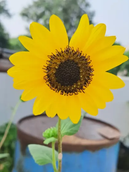 Bhardwaj - Urban Gardening Consultation A Riot of Colorful Flowers photo 45