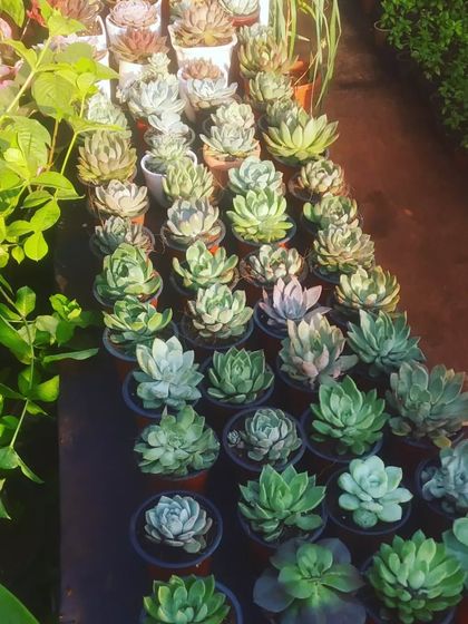 Succulents & Cacti photo 5