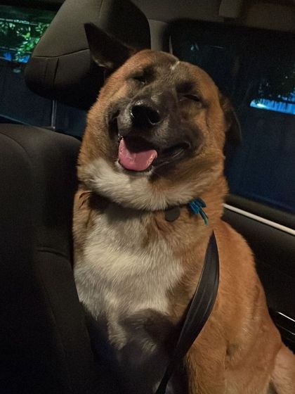 The pure joy on Brownie's face during a car ride says it all. After a tough start in life, seeing him so happy and relaxed is the greatest reward. He reminds me every day that every dog deserves a chance to feel safe and loved.