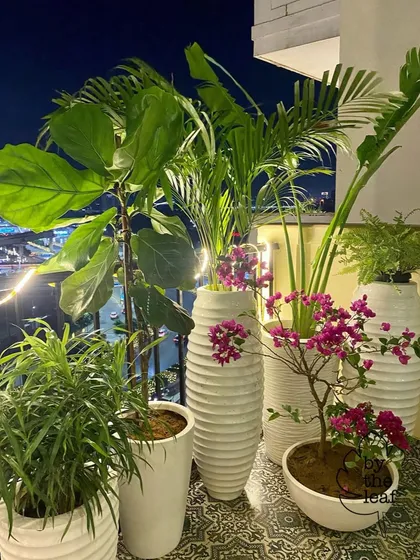 A beautiful night view of a balcony I designed. I used tall, elegant planters to add height and drama, combining a Fiddle Leaf Fig, Areca Palm, and flowering Bougainvillea to create a lush, resort-like feel.