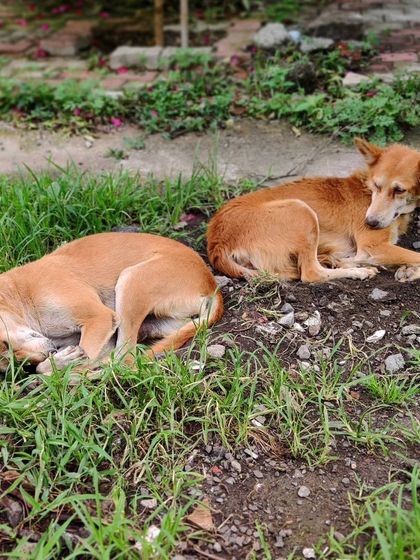 Two best friends resting together after a good meal. They always look out for each other. This is the life of a stray, and I'm glad I can make it a little easier for them.