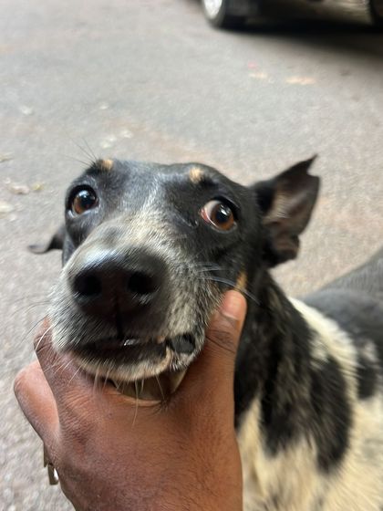 Sujith Kumar - Running & Fitness Coaching My Paw Friends photo 90