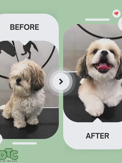From shaggy to chic! This before and after shot shows the amazing transformation we can achieve. A good haircut not only makes your pet look great but also helps with their hygiene and comfort.