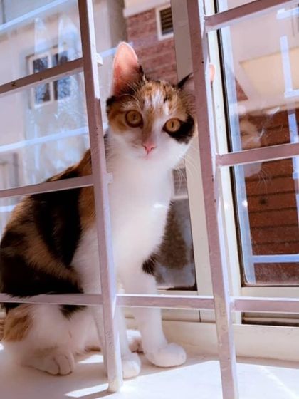 ADOPTED! A beautiful, sunlit photo of one of the cats, now a treasured family member.