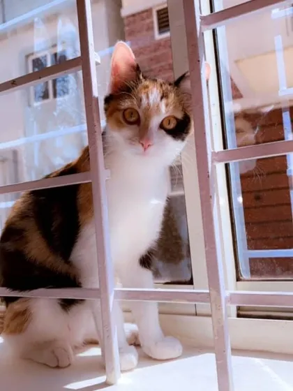 ADOPTED! A beautiful, sunlit photo of one of the cats, now a treasured family member.