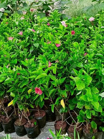 Multiplex Urban Green - Landscape & Garden Services Additional Work & Services photo 3