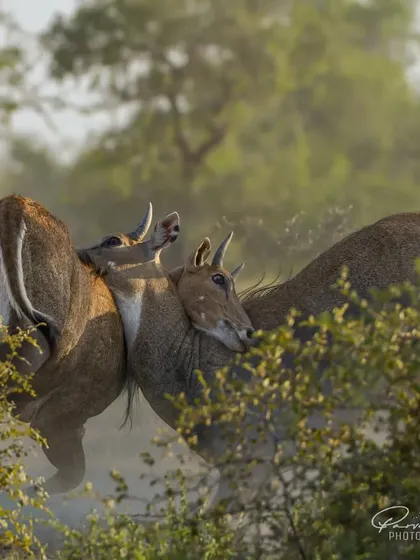 Two Nilgai (Blue Bull) males fighting for dominance during the mating season in Tal Chappar, Rajasthan.