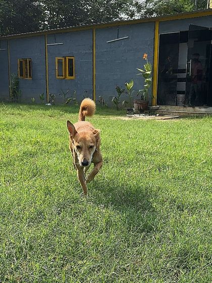 Moby enjoying the open ground. The ability to roam and explore is fundamental to a dog's happiness, and we provide that in a secure setting.